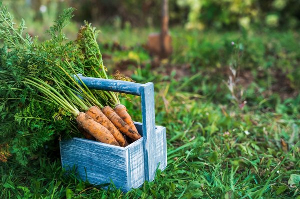 Quelle date pour semer les carottes ?