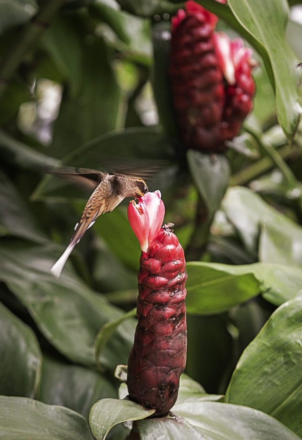 comment créer une ambiance tropicale autour de sa piscine ?