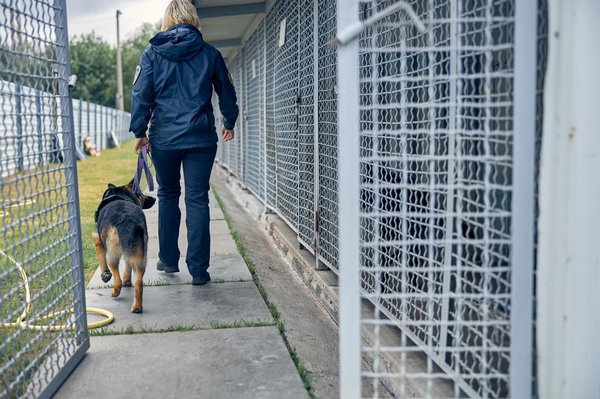 Quels sont les critères pour choisir un bon prestataire de détection canine de punaises de lit ?