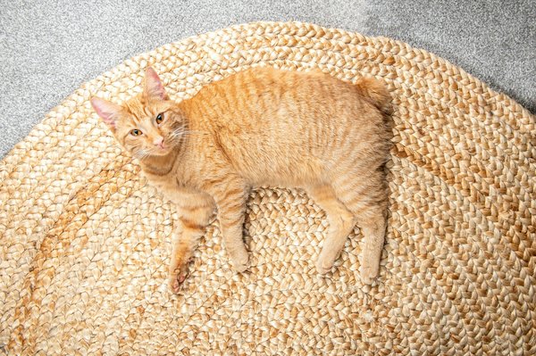 Comment choisir le tapis rond jute idéal pour son intérieur ?